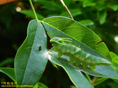 Polyura eudamippus formosana
