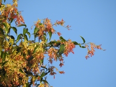 Ruprechtia laxiflora