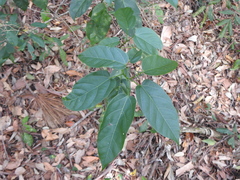 Sterculia quadrifida