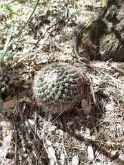 Mammillaria wagneriana
