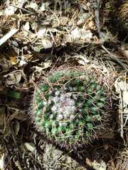 Mammillaria wagneriana