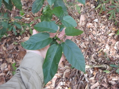 Sterculia quadrifida