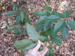 Sterculia quadrifida