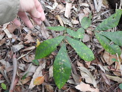Flindersia schottiana