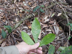 Flindersia schottiana