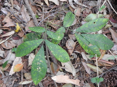Flindersia schottiana