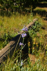 Penstemon euglaucus