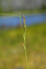 Carex lenticularis