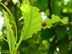 Agomadaranus pardaloides