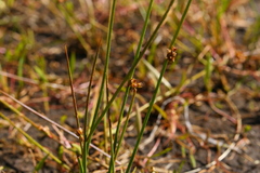 Juncus filiformis