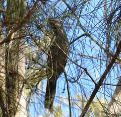 Anthochaera chrysoptera