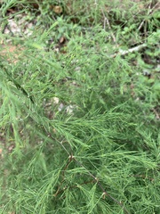 Asparagus buchananii