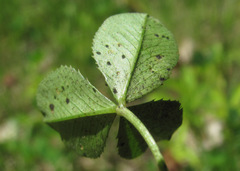 Polythrincium trifolii