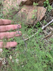 Asparagus buchananii