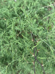 Asparagus buchananii