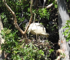 Threskiornis molucca