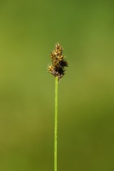 Carex pachystachya