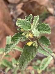 Corchorus kirkii