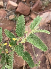 Corchorus kirkii
