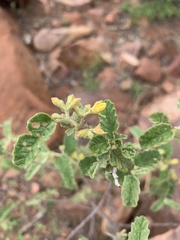 Corchorus kirkii