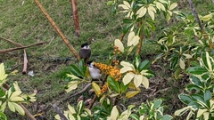 Pycnonotus