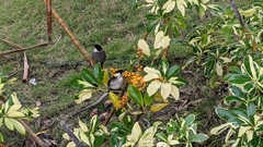 Pycnonotus