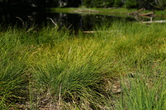 Carex pachystachya