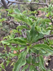 Rotheca wildii