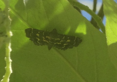 Eurrhyparodes splendens