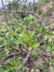 Rotheca wildii