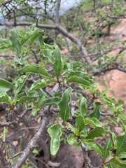 Rotheca wildii