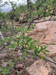Rotheca wildii