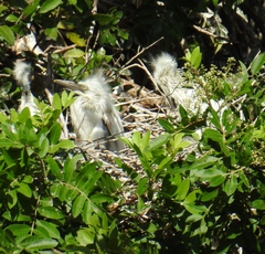 Bubulcus ibis coromandus