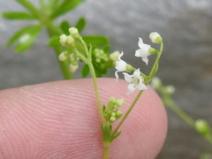 Galium mexicanum