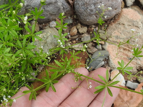 Image of Galium mexicanum by (c) Sam Kieschnick, some rights reserved (CC BY)