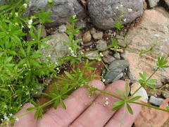 Galium mexicanum