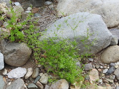 Galium mexicanum