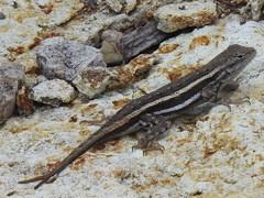 Sceloporus virgatus