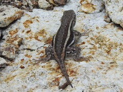 Sceloporus virgatus