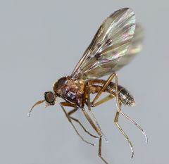 Sylvicola neozelandicus