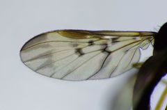 Sylvicola neozelandicus