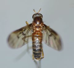 Sylvicola neozelandicus