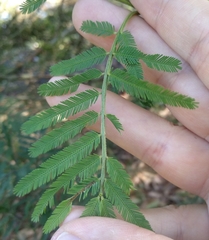 Acacia irrorata