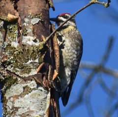 Sphyrapicus varius