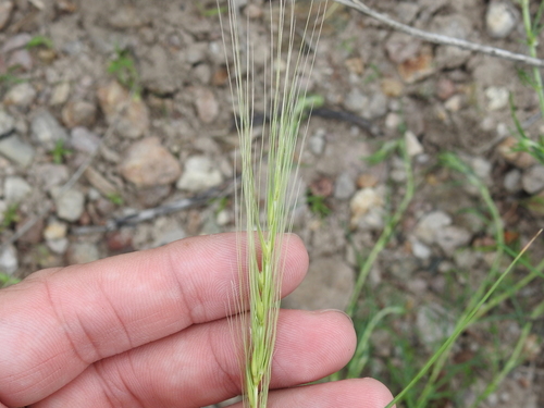Image of Elymus longifolius by (c) Sam Kieschnick, some rights reserved (CC BY)