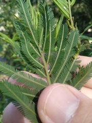 Acacia irrorata