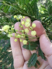 Acacia irrorata