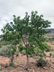 Entandrophragma caudatum