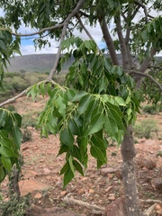 Entandrophragma caudatum
