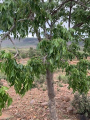 Entandrophragma caudatum